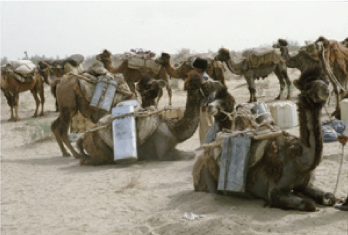写真：リビア砂漠で途中休憩するキャラバンの群れ